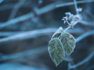 сезонните промени при псориазис