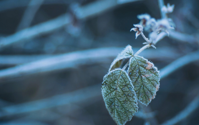 сезонните промени при псориазис